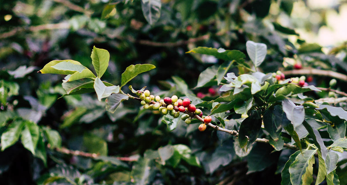 PRINCIPAIS DIFERENÇAS ENTRE O CAFÉ CONILON E O CAFÉ ARÁBICA 