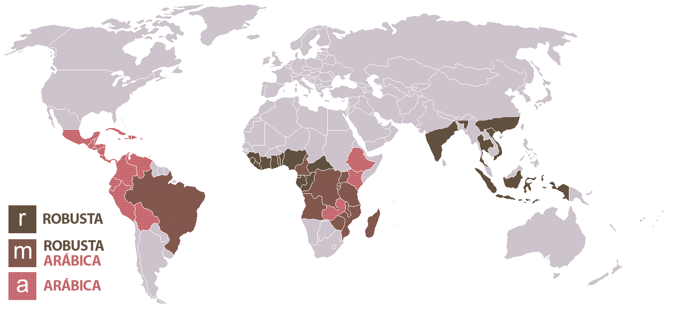 Revista Espresso - Muita gente pergunta qual é a diferença entre o café  Arábica e Canéfora (Robusta ou Conilon), você sabe algumas? A primeira  espécie, originada da Etiópia, é delicada, necessita de